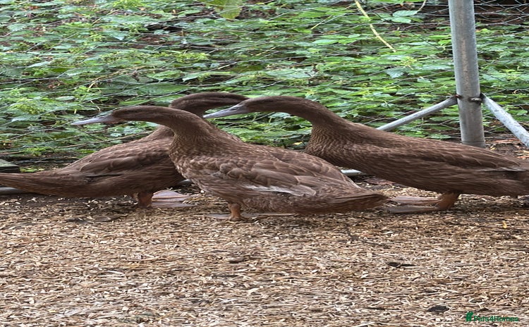 Ducks poultry - Advert 1
