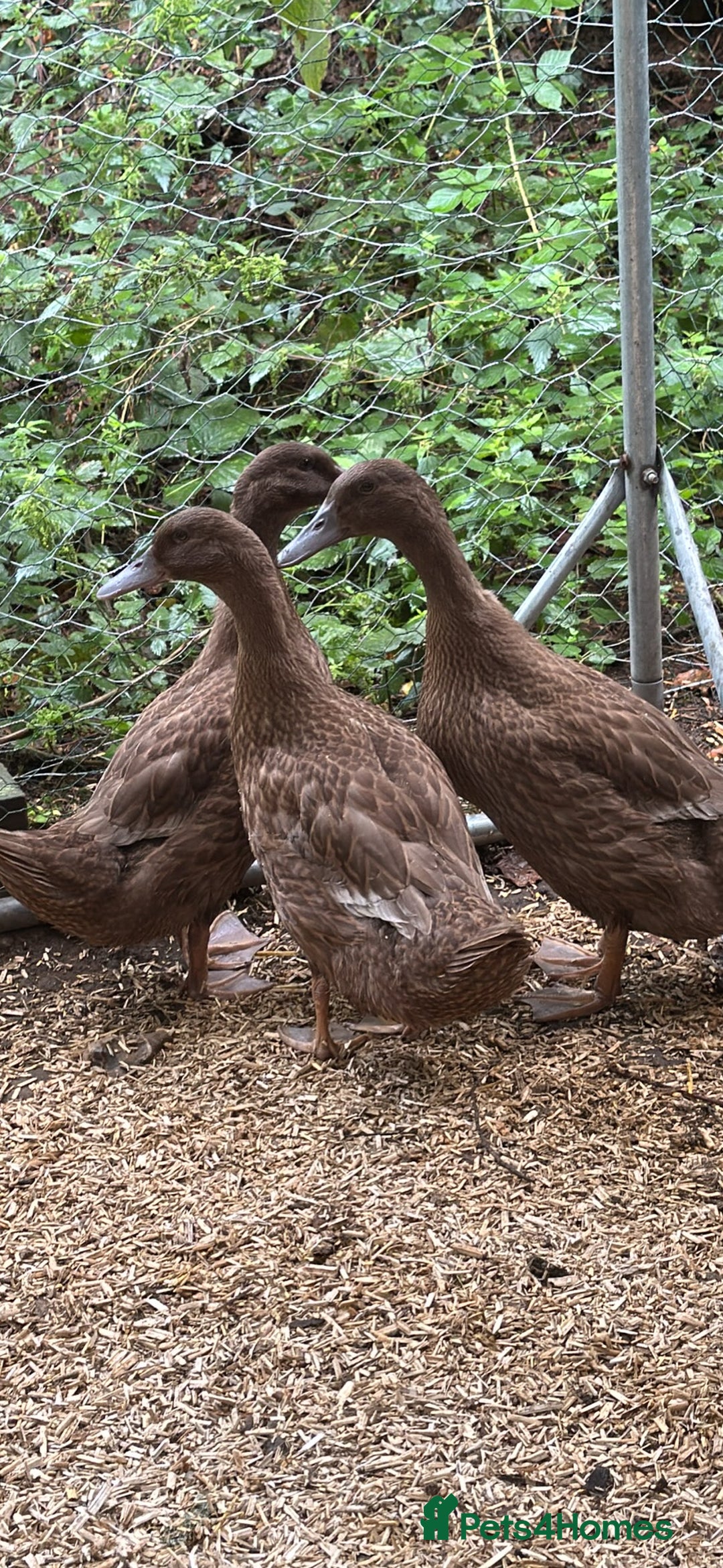 Ducks poultry for sale: Khaki Cambell ducks  - Image 1