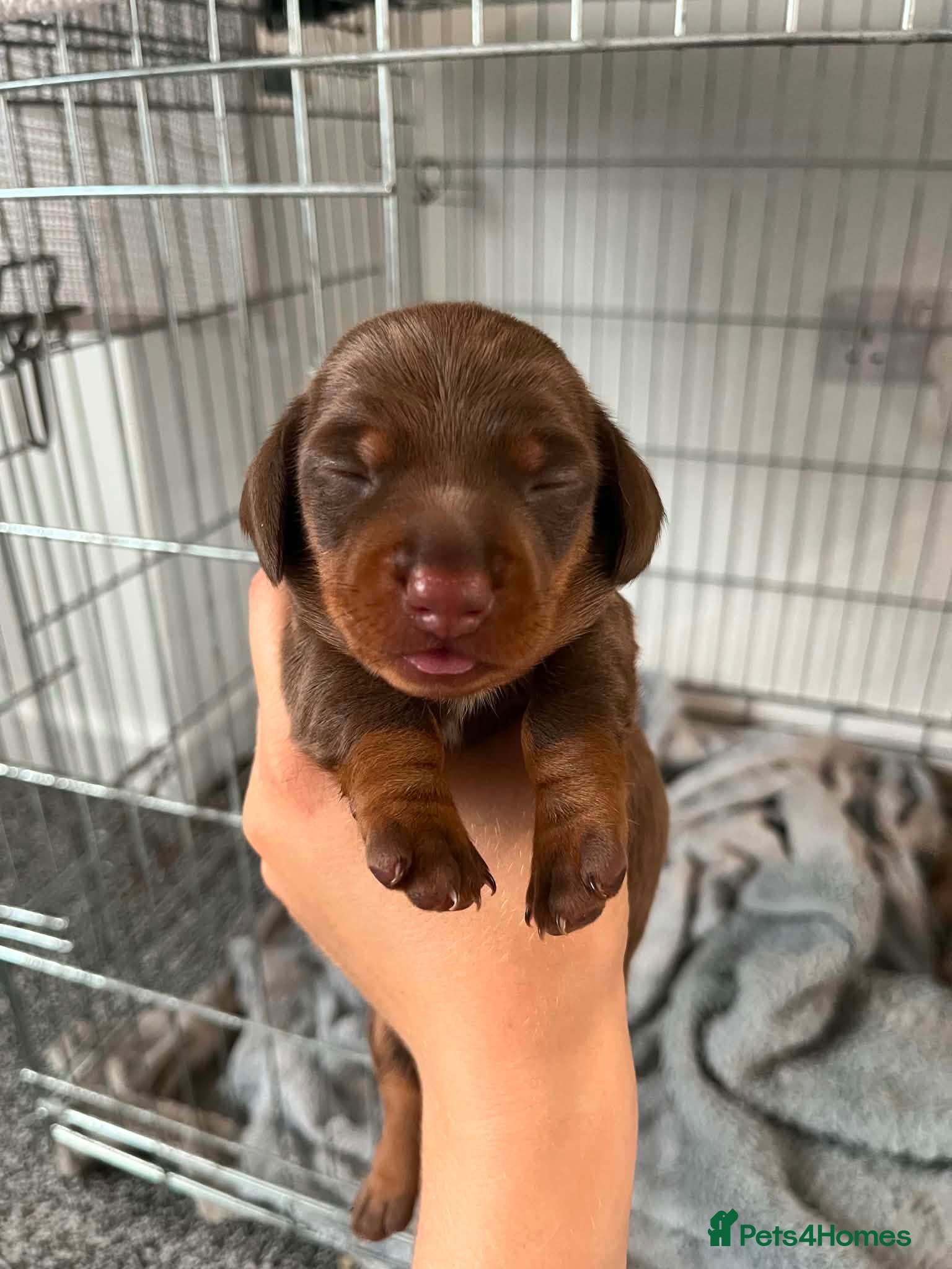 Miniature Dachshund dogs Miniature dashound  - Advert 1