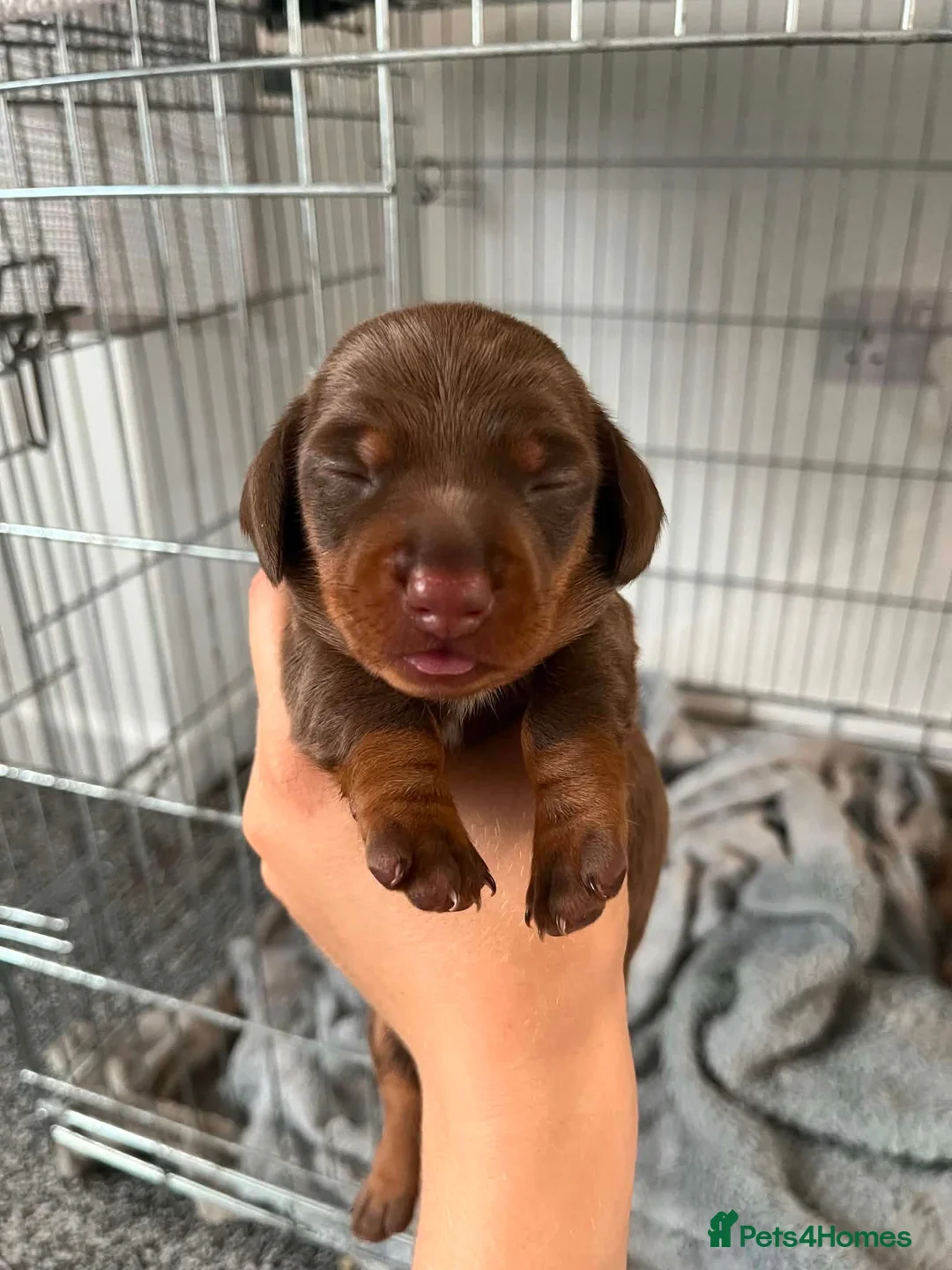 Miniature Dachshund dogs for sale: Miniature dashound  in Neath - Advert 1