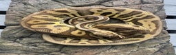 Python Snake reptiles for sale: Male super pastel leopard het clown  - Advert 2
