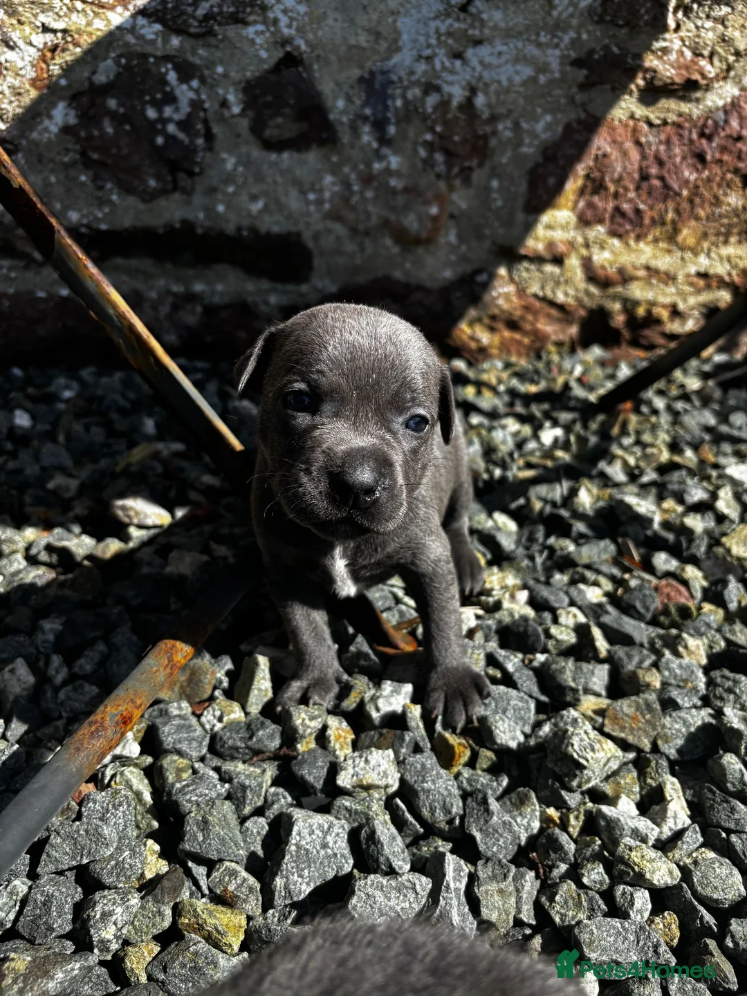 Staffordshire Bull Terrier dogs for stud: PROVEN KENZDUO PENNE   CALL NAME ZEUS - Advert 14