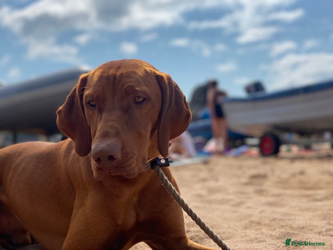 Hungarian Vizsla dogs for stud: Proven KC Registered Hungarian Vizsla in Reading - Advert 8