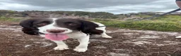English Springer Spaniel dogs for sale: Female Springer Spaniel in Blyth - Advert 3