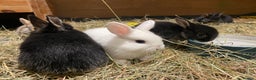 Mixed Breed rabbits for sale: Mini Lop Cross Baby Rabbits - Advert 9