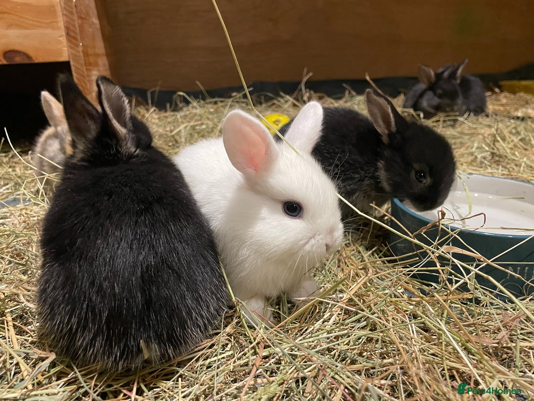 Mixed Breed rabbits for sale: Mini Lop Cross Baby Rabbits - Advert 9