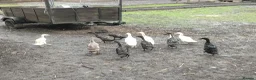 Ducks poultry for sale: Male and female runner ducks  - Advert 1