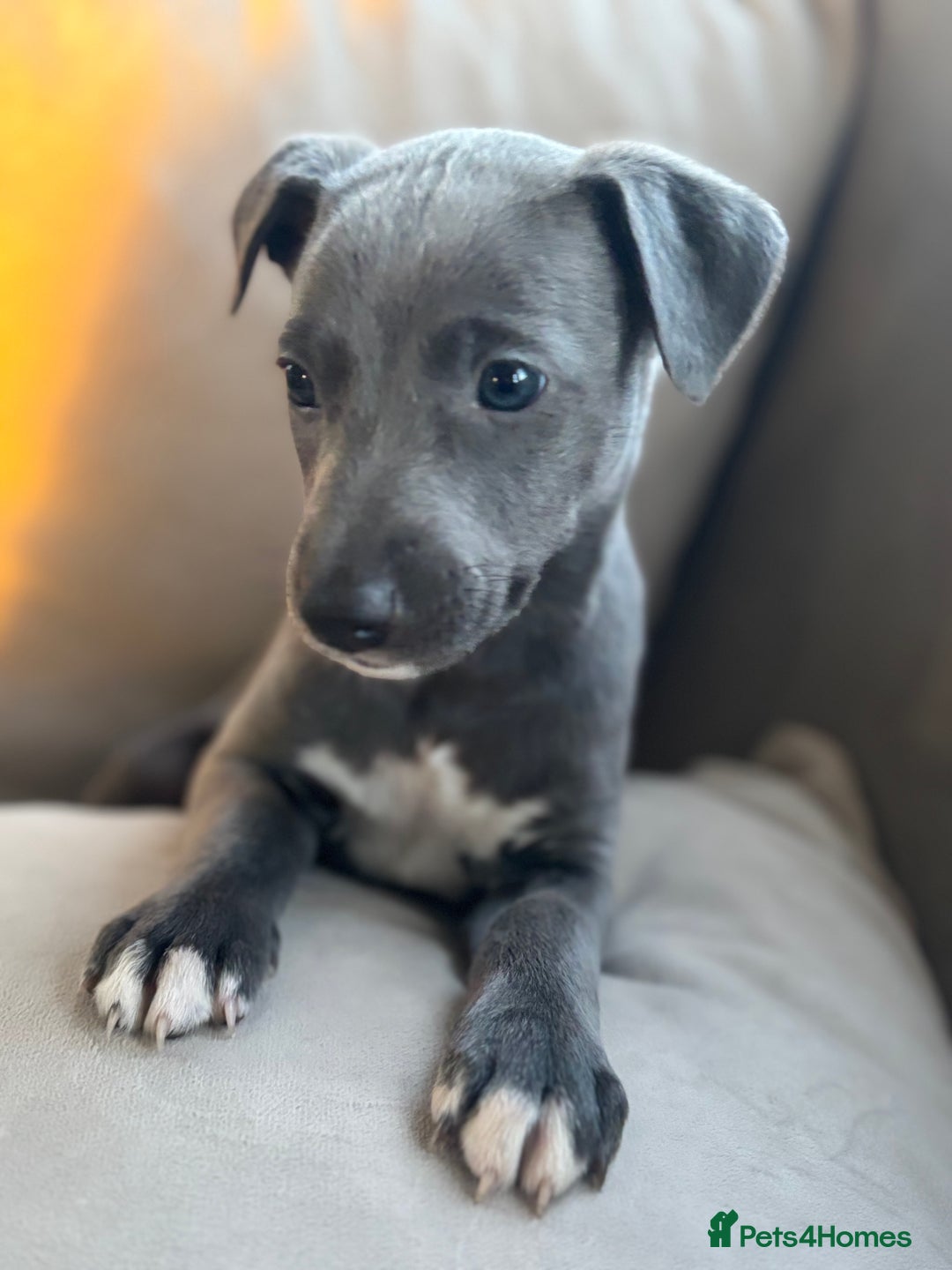 Whippet dogs for sale: Stunning KC registered whippet puppy’s  - Advert 2