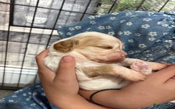 Cavapoo dogs for sale: Cavapoos - Image 6