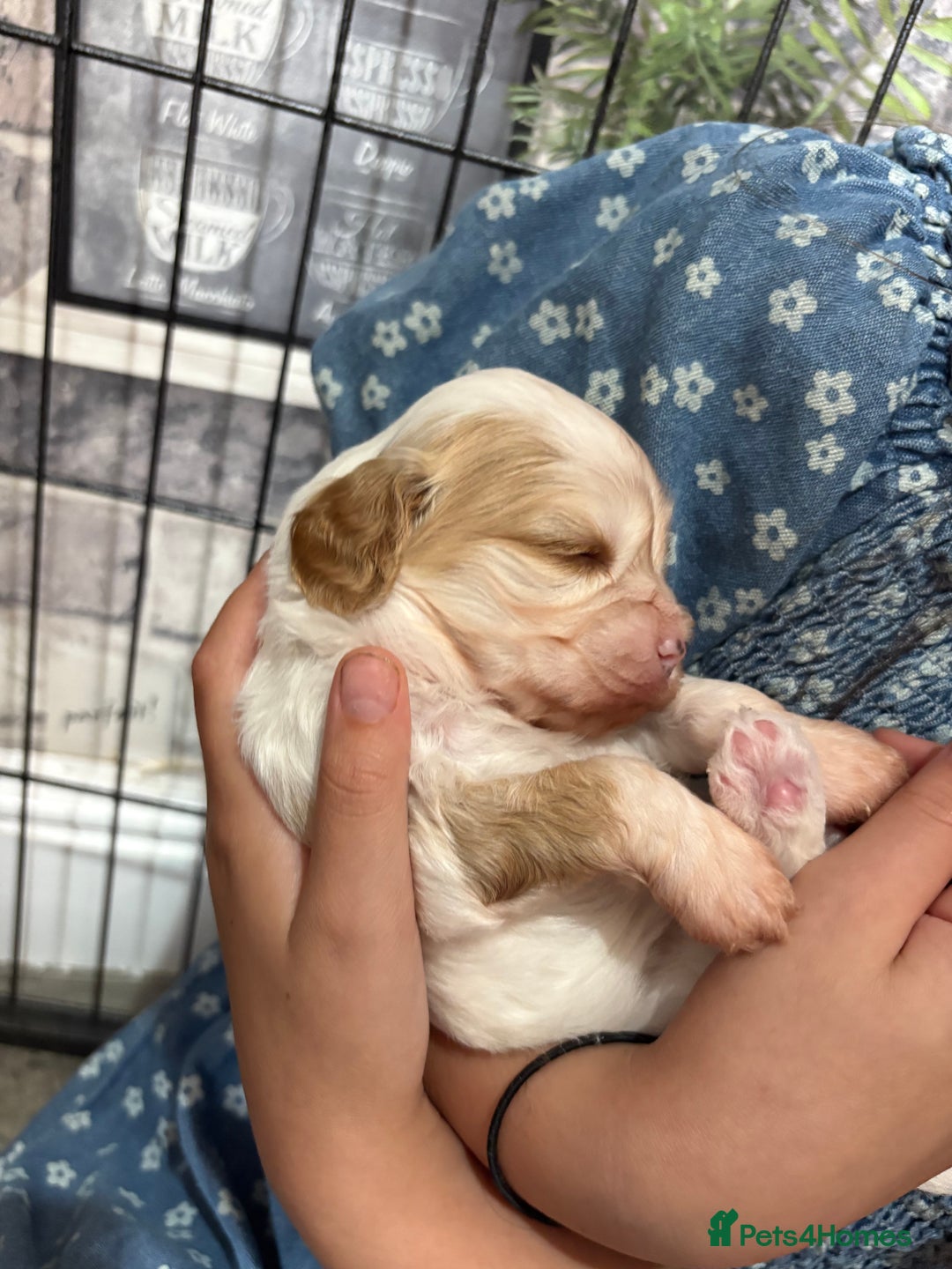 Cavapoo dogs for sale: Cavapoos - Image 6