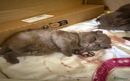 British Shorthair cats for sale: Pure British short hair kittens  - Image 9