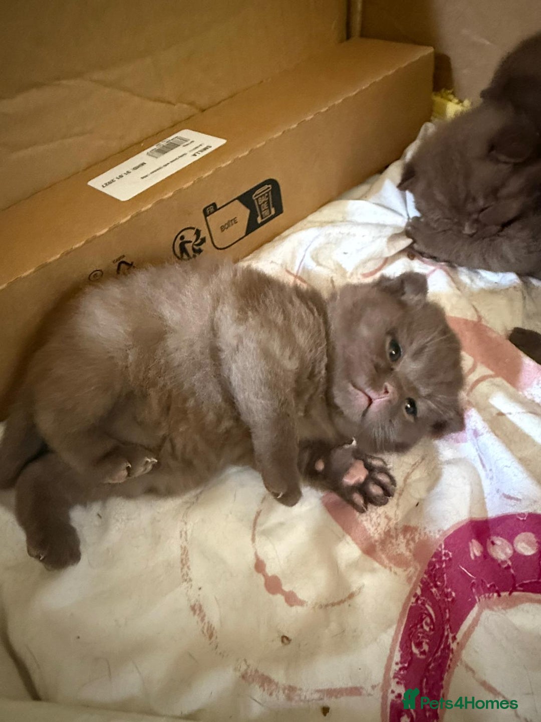 British Shorthair cats for sale: Pure British short hair kittens  - Image 9