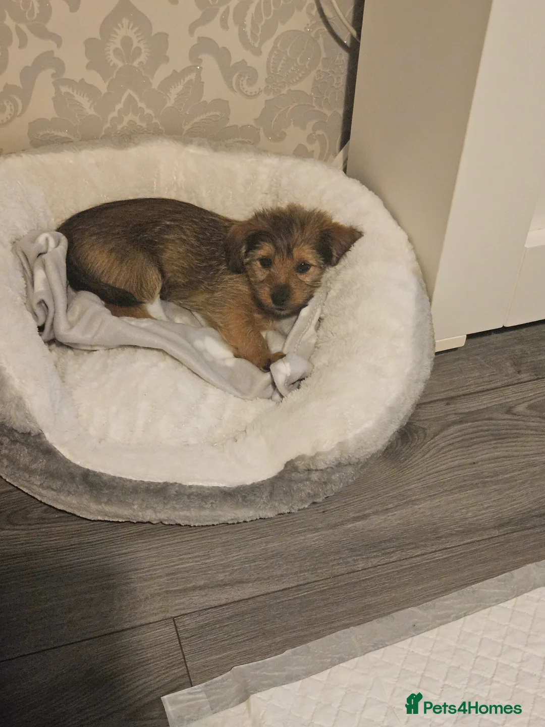 Shorkie dogs for sale: Shitzuhcrossyorkie male for sale - Advert 5