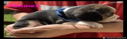 Beaglier dogs for sale: Beautiful Beaglier Bundles 🌸 - Advert 23