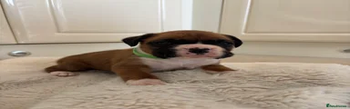 Boxer Puppy 3