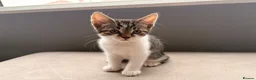 Mixed Breed cats for sale: Four beautiful kittens ready for forever home in Southampton - Advert 8