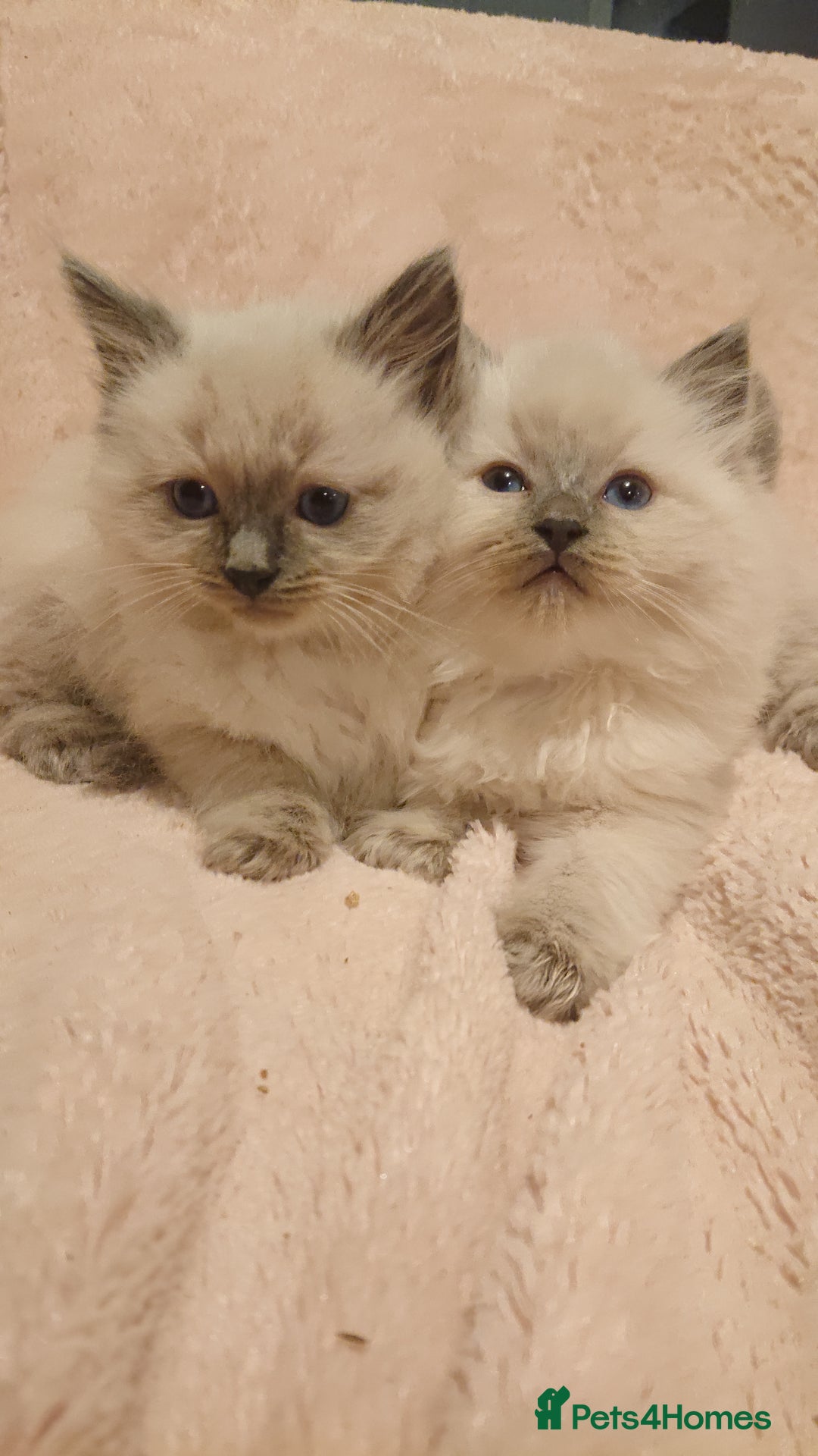 Ragdoll cats for sale: 4 BOYS 100% RAGDOLLS CATS, 550Ł 😽 😻 😸  - Advert 5