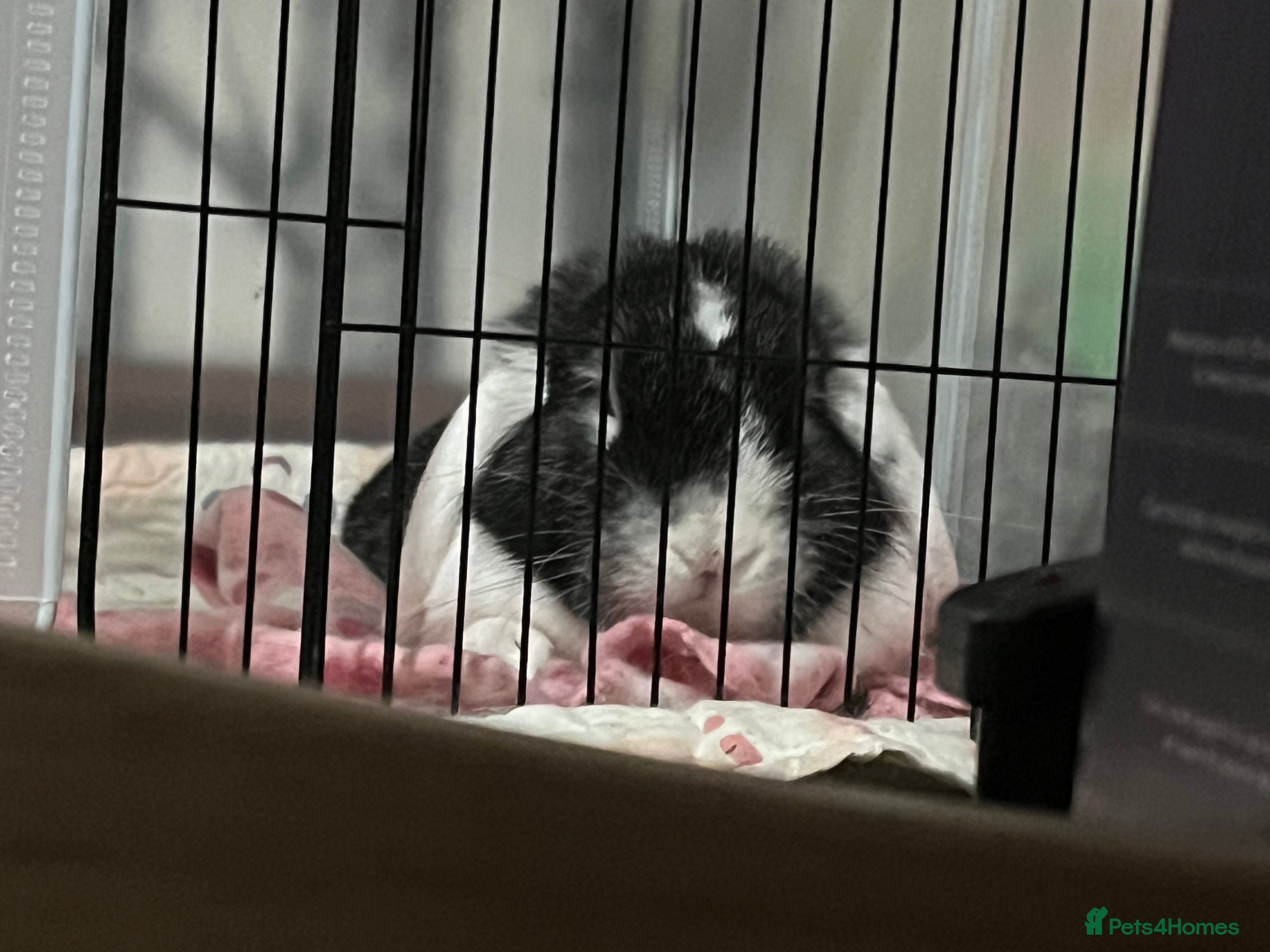 Mini Lop rabbits Bunny for sale - Advert 1