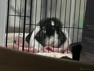 Mini Lop rabbits Bunny for sale - Advert 4