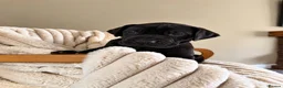 Great Dane dogs for sale: Champion blood exceptional quality black GreatDane - Advert 11
