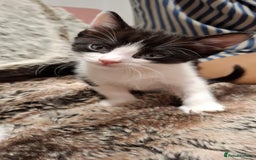 Ragdoll cats for sale: 3 Male Kittens Ragdoll X Turkish Angora  - Image 20