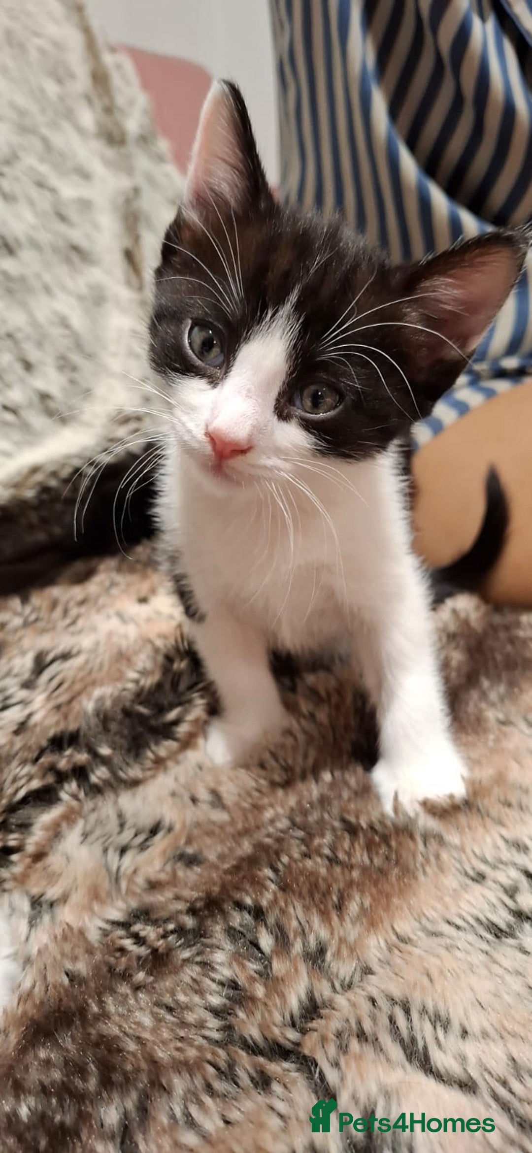 Ragdoll cats for sale: 3 Male Kittens Ragdoll X Turkish Angora  - Image 20