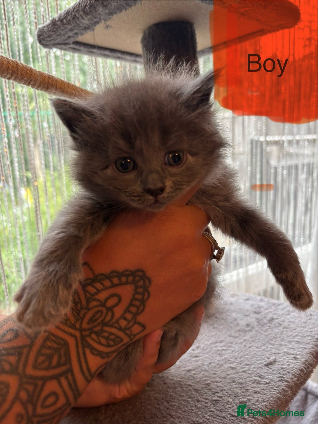 Ragdoll cats for sale: Half Ragdoll / maincoon kittens for sale  - Image 17