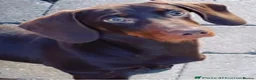 Miniature Dachshund dogs for sale: Dachshund looking for new home  - Advert 4