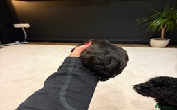 Cavapoo dogs for sale: Cavapoo (Cavalier Backcross) Puppies - Image 32