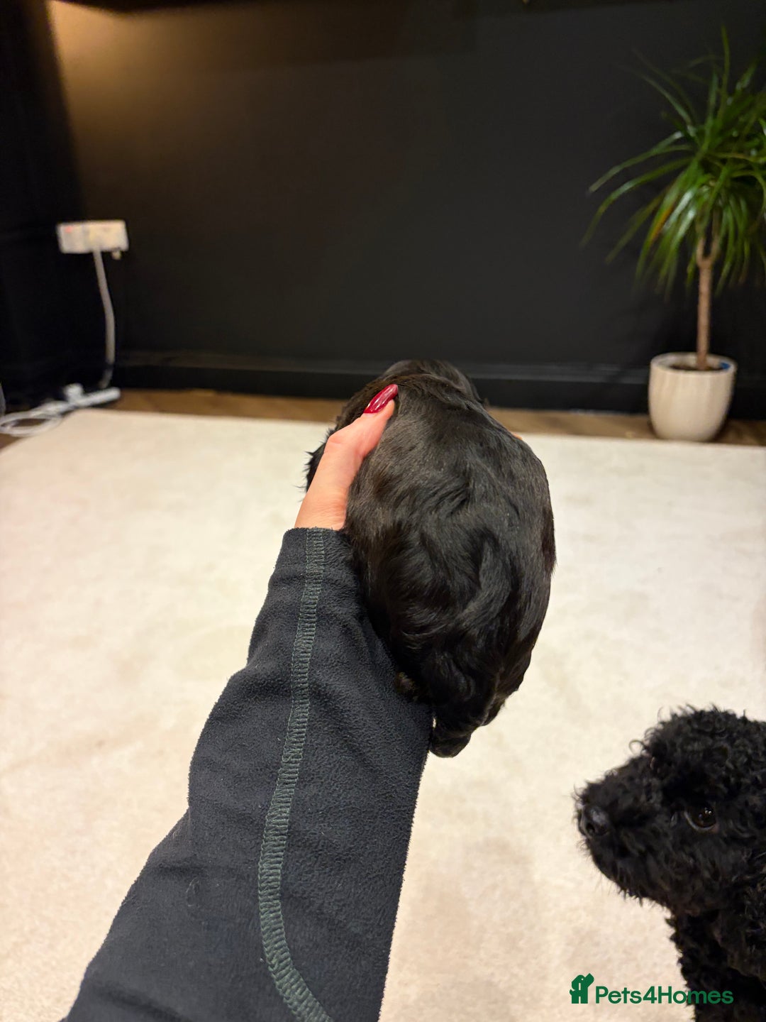 Cavapoo dogs for sale: Cavapoo (Cavalier Backcross) Puppies - Image 32