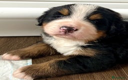 Bernese Mountain Dog dogs for stud: Proven health tested BMD handsome boy for stud. in Northampton - Image 17