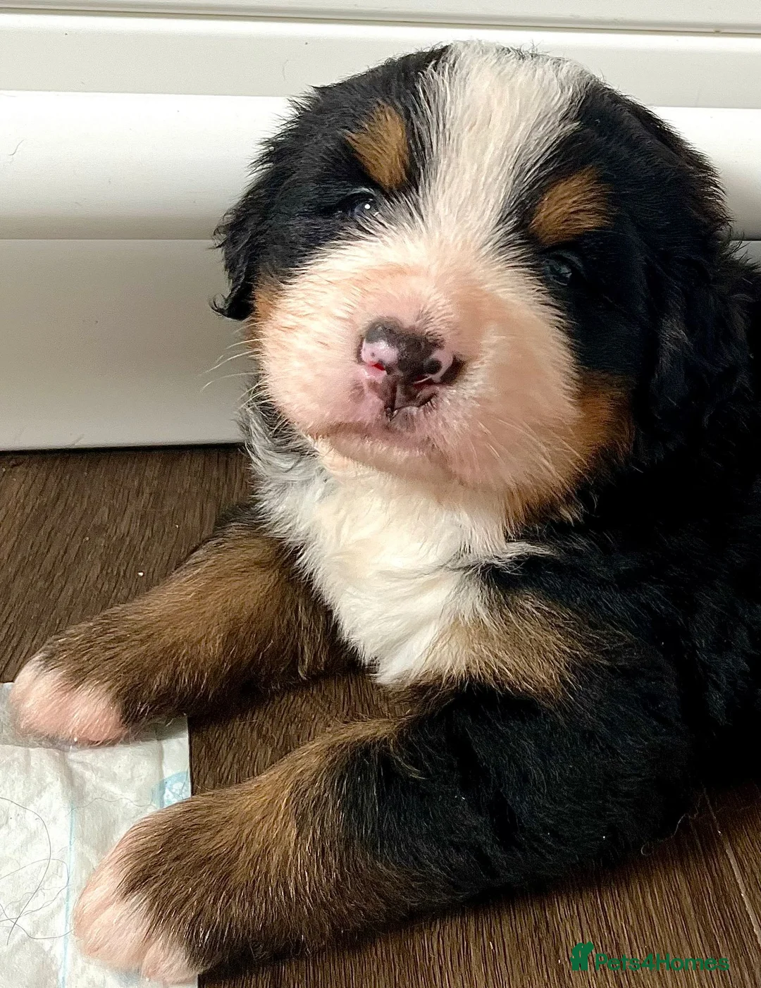 Bernese Mountain Dog dogs for stud: Proven health tested BMD handsome boy for stud. in Northampton - Advert 16