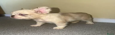 French Bulldog Puppy 1