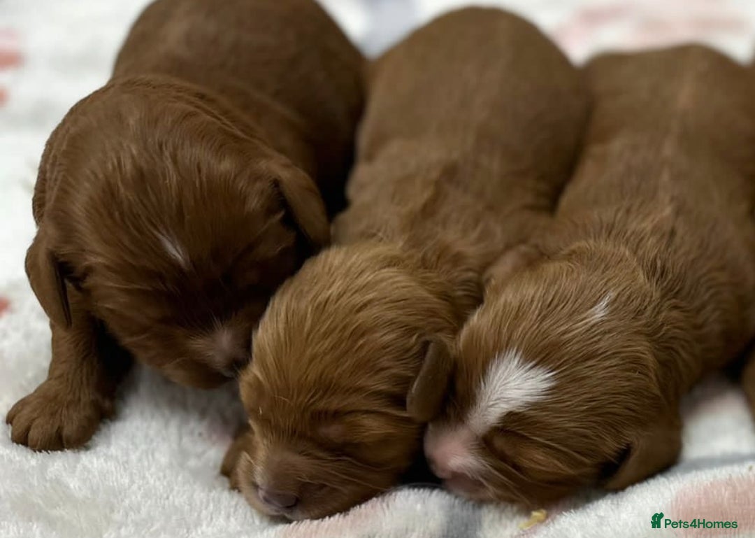 Cavapoo dogs for sale: Gorgeous Toy F1 Cavapoo Puppies  - Advert 4