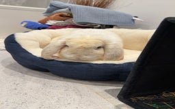French Lop rabbits for sale: French lop male  - Image 3