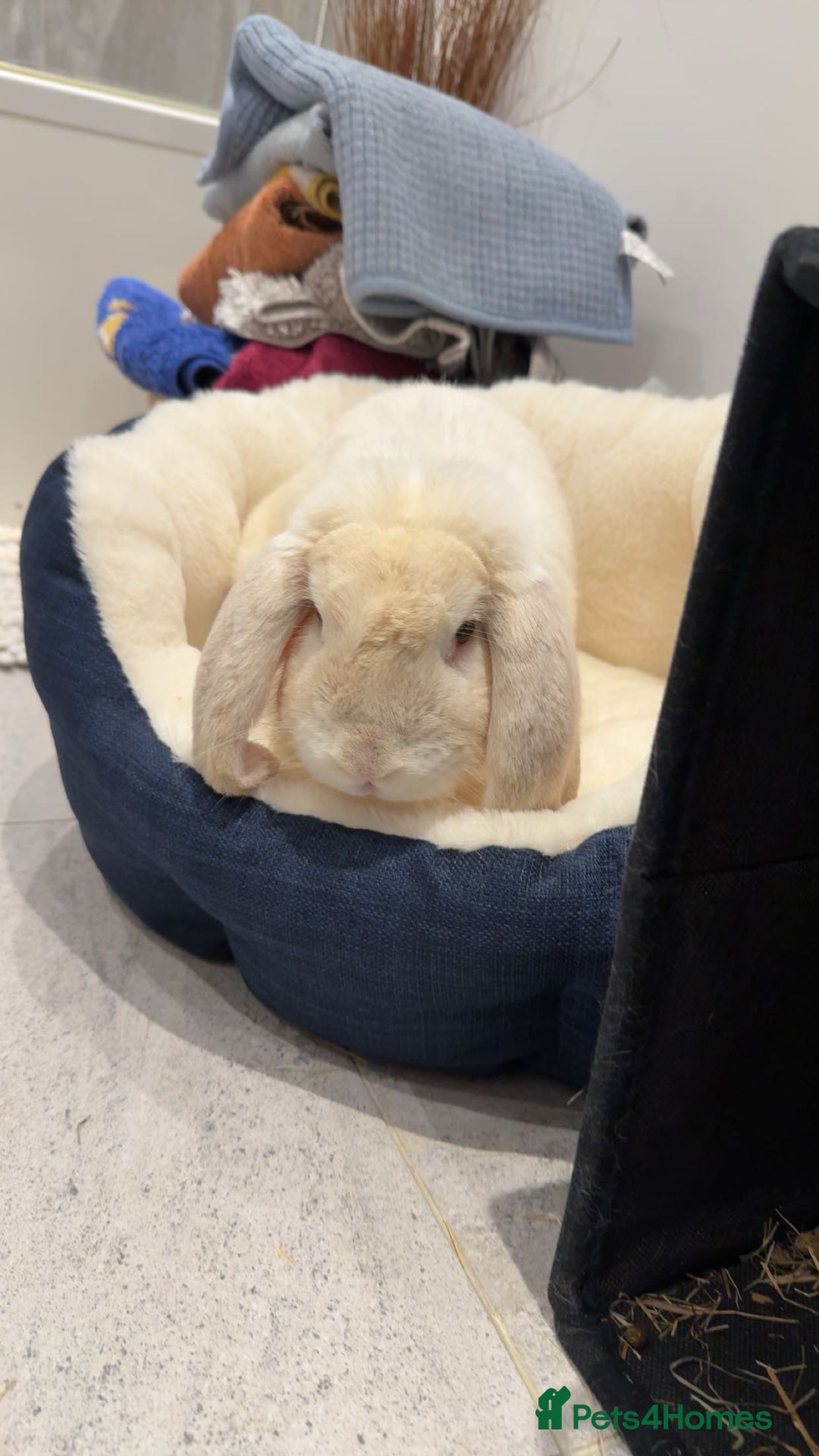 French Lop rabbits for sale: French lop male  - Image 3