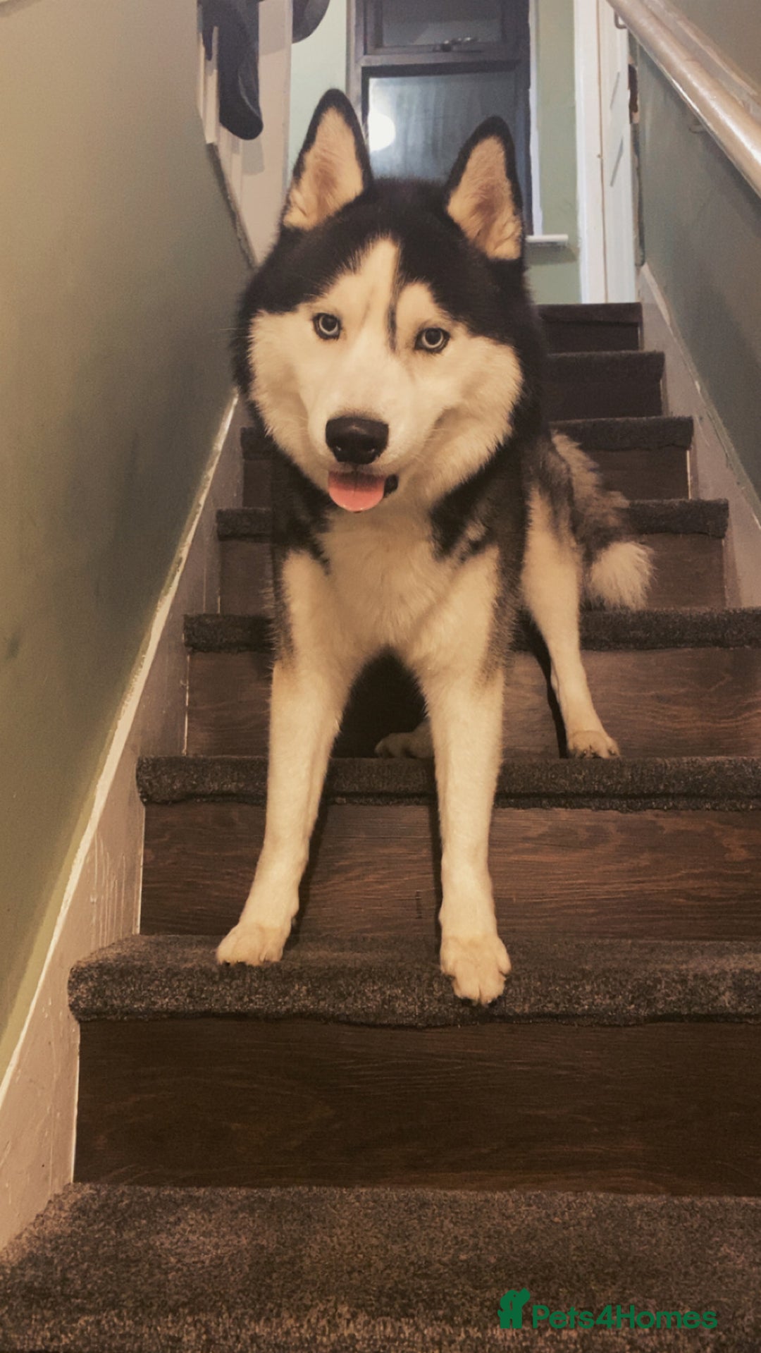 Siberian Husky dogs for sale: Kc Siberian husky - Image 3