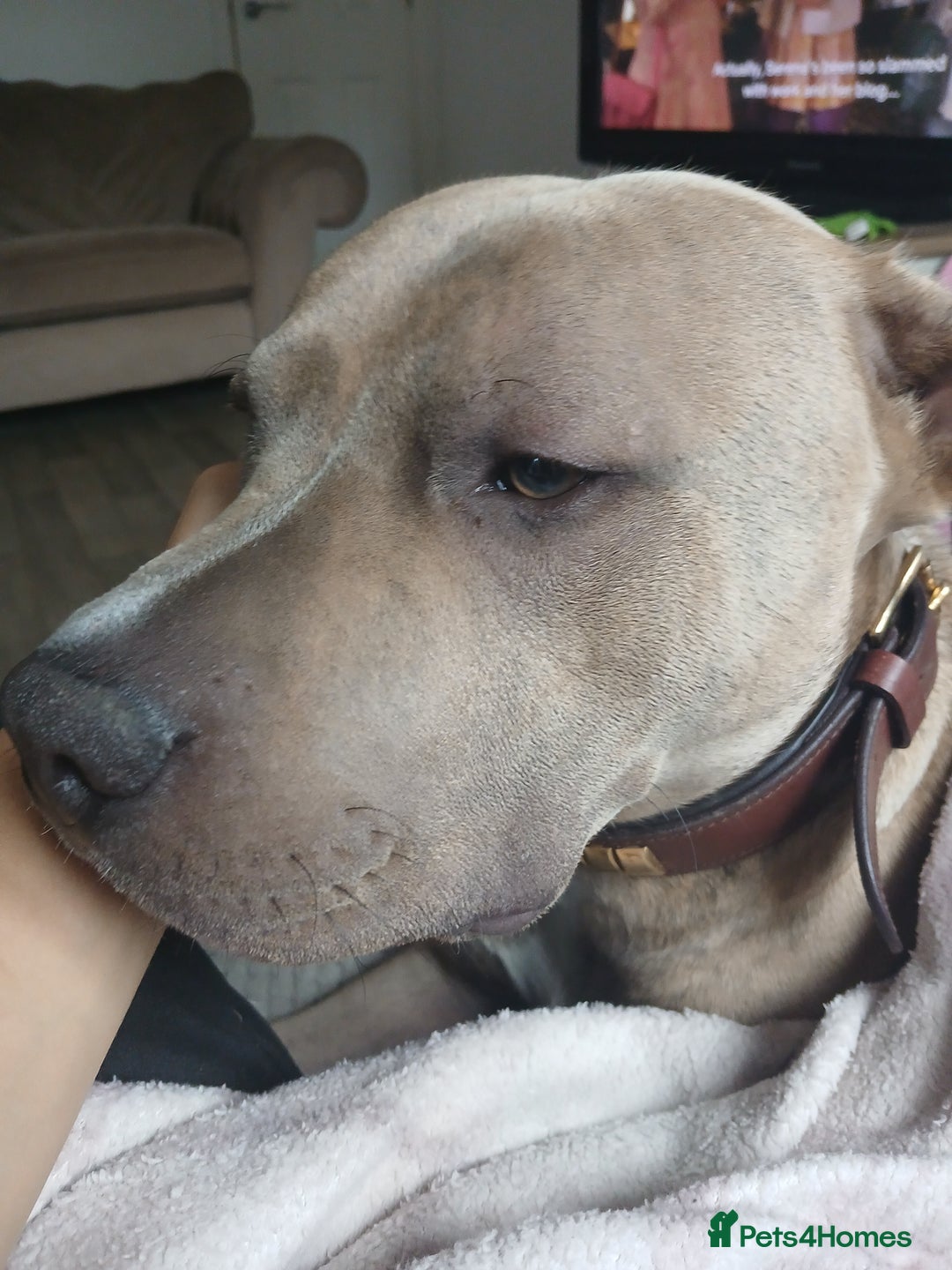 Mixed Breed dogs for sale: Rocky - Advert 4