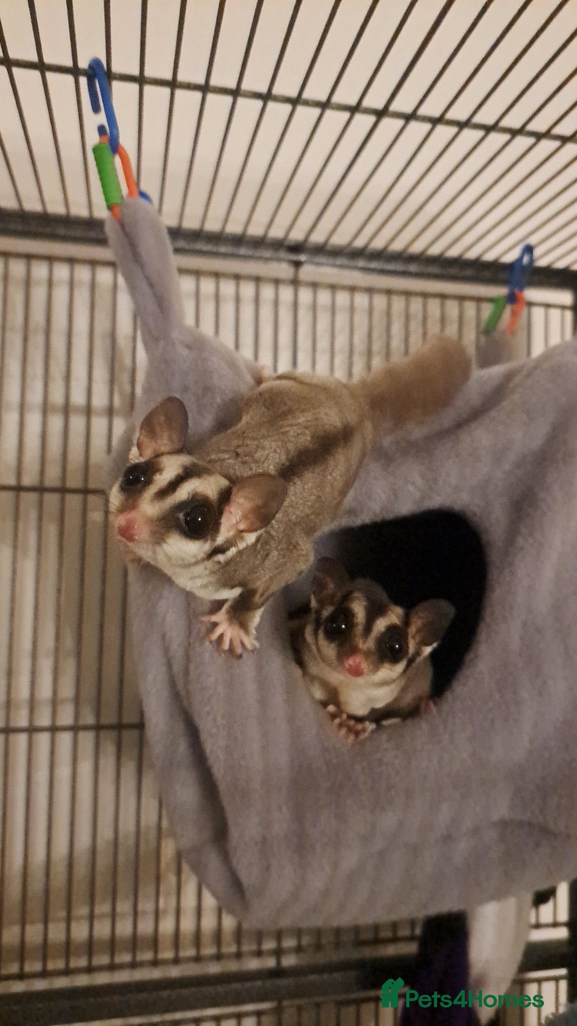 Sugar Glider rodents 2 Neutered Male Sugar Gliders and full set-up - Advert 1