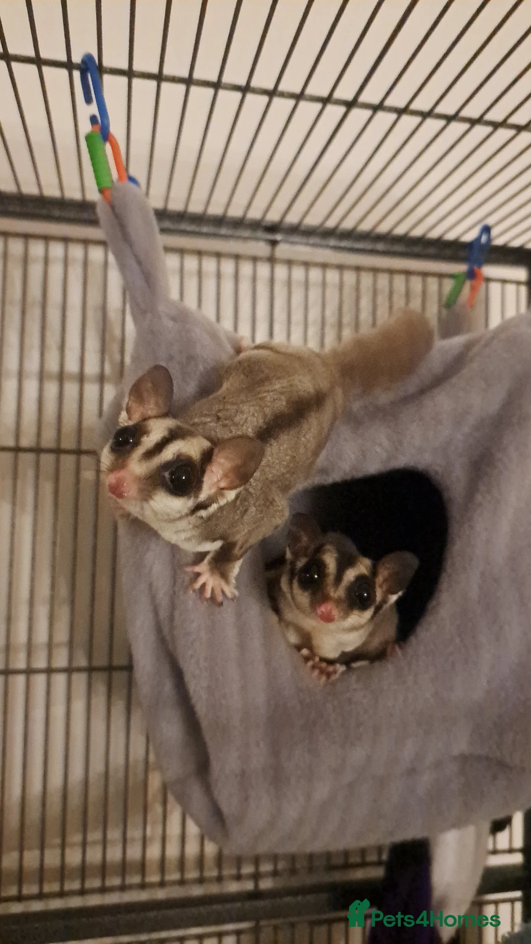 Sugar Glider rodents for sale: 2 Neutered Male Sugar Gliders and full set-up in Newark - Advert 1
