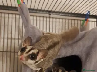 Sugar Glider rodents 2 Neutered Male Sugar Gliders and full set-up - Advert 1