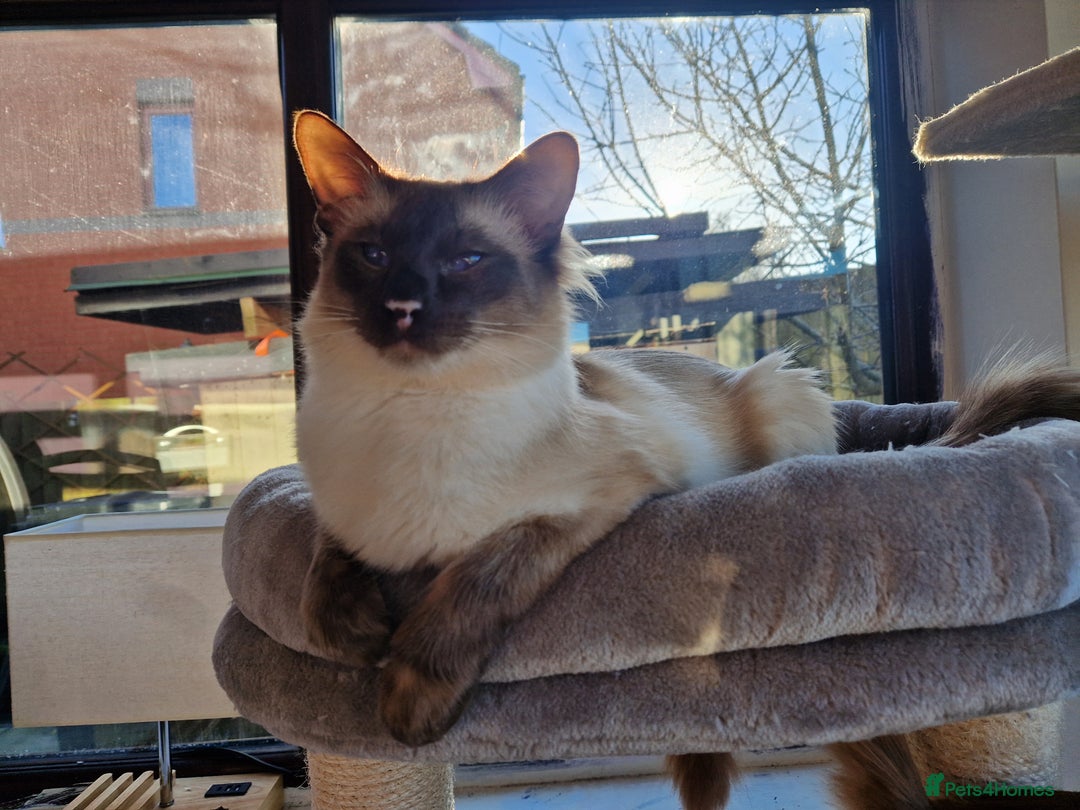Siamese cats for sale: Stunning GCCF registered choc point Balinese  - Image 5