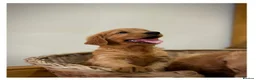 Golden Retriever dogs for sale: Quality KC Registered Golden Retriever Puppies - Advert 6