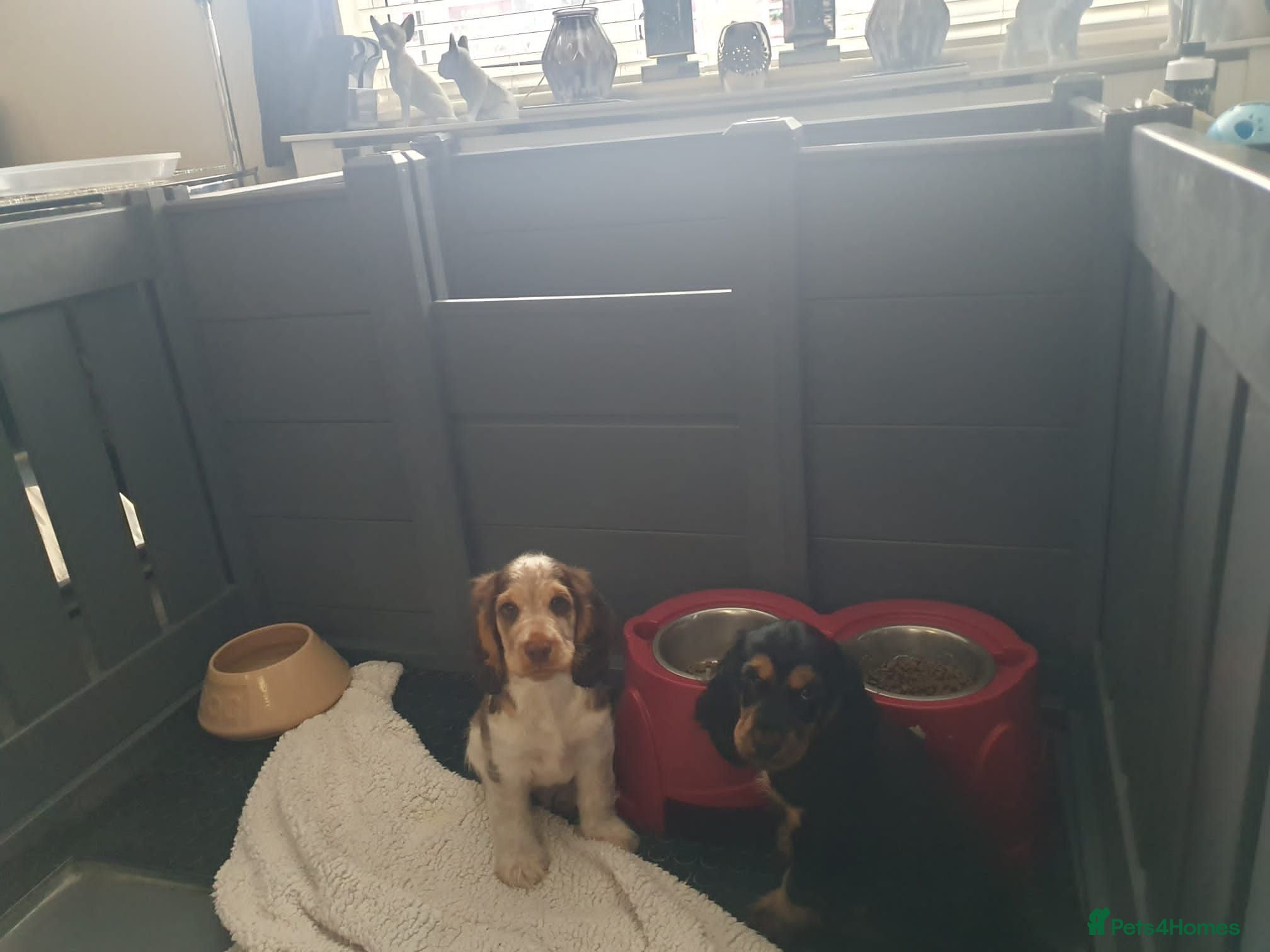 Cocker Spaniel dogs Gorgeous KC Health Tested Show Pups - Advert 1