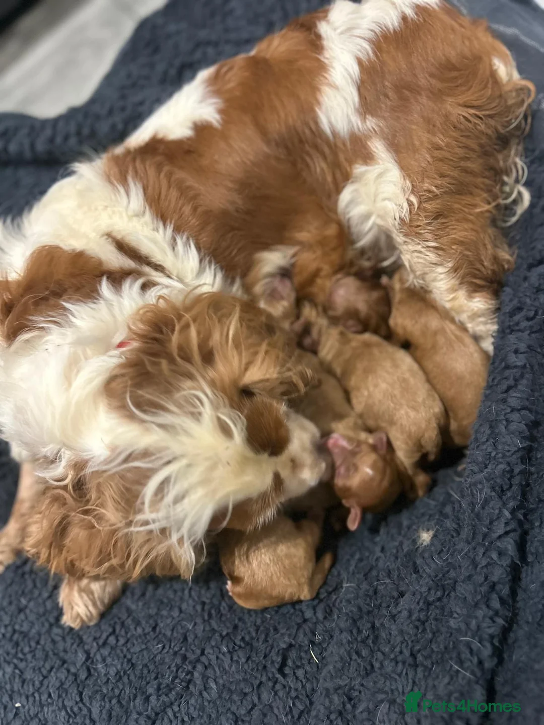 Cavalier King Charles Spaniel dogs for sale: Toy cavapoo in Wisbech - Advert 23