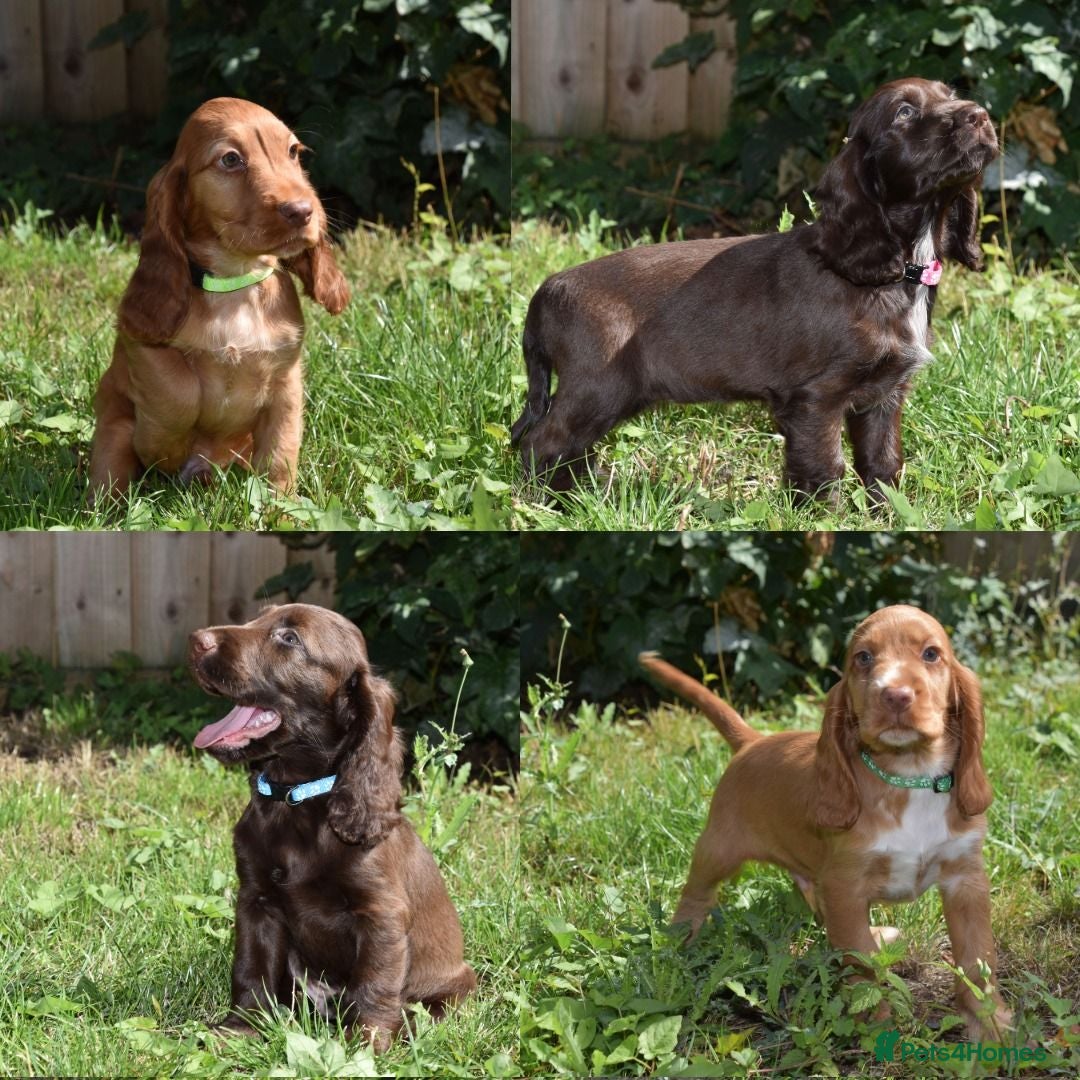 Cocker Spaniel dogs Ready Now Kc Reg Show Type Cocker Spaniel  - Advert 8