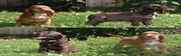 Cocker Spaniel dogs for sale: Ready Now Kc Reg Show Type Cocker Spaniel  - Advert 1
