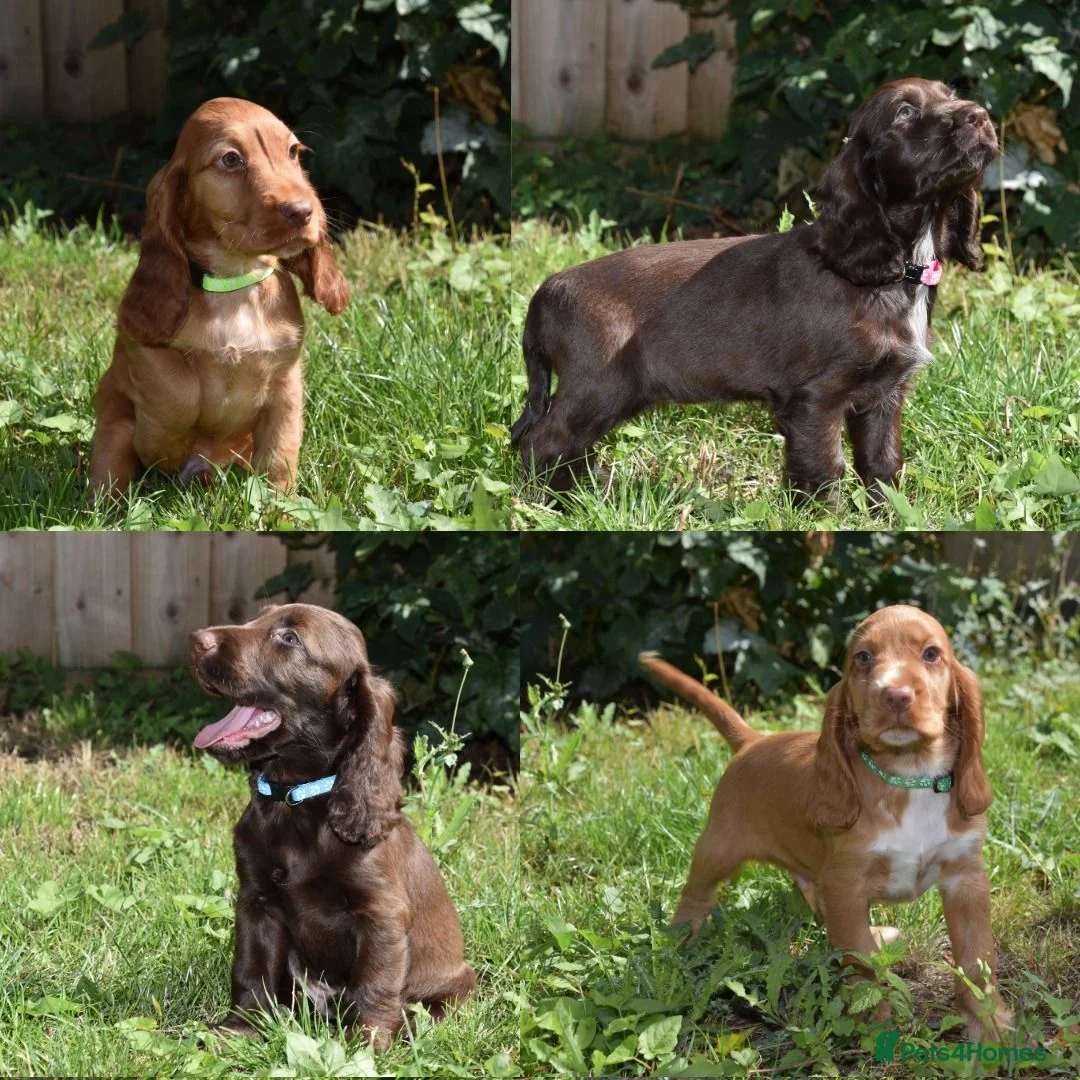 Cocker Spaniel dogs for sale: Ready Now Kc Reg Show Type Cocker Spaniel  - Advert 1