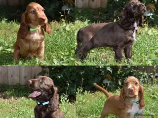 Cocker Spaniel dogs Ready Now Kc Reg Show Type Cocker Spaniel - Advert 8