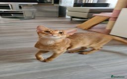 Abyssinian cats for sale: Abisinian kittens  - Image 19